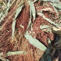 محصولات کشاورزی|لوازم نظافت|زنجان, |دیوار