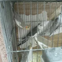 عروس هلندی
