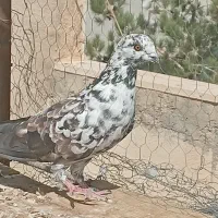 پنچ عدد کبوتر  گرفتنی قیمت پاین|پرنده|سمنان, |دیوار