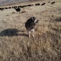 واگذاری سگ سرابی ۴ ساله