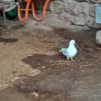 دو عدد کبوتر|پرنده|روانسر, |دیوار