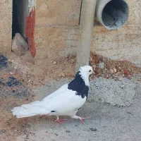 کبوتر طوقی ، سینه ، سرکه ای ، پلاکی