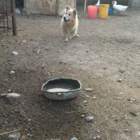 برای فورش|سگ|کلاله, |دیوار