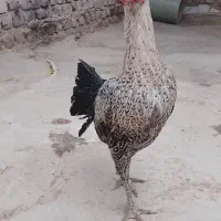 مرغ و خروس لاری گم شده|حیوانات|زابل, |دیوار