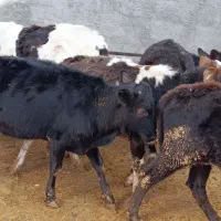 گوساله ماده چاق