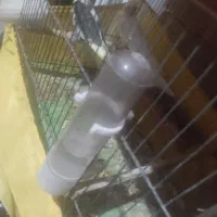 جفت عروس هلندی با پنج عدد جوجه ۱۲ روزه|پرنده|رشت, جانبازان|دیوار