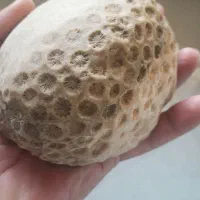 فسیل جانوری