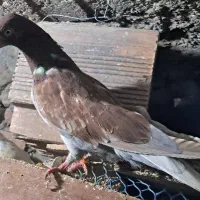 یک جفت کبوتر دمه تخم ،زاغوسرخ|پرنده|مینودشت, |دیوار