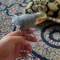 عروس هلندی نر مولد سالم سالم