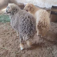 دوعددگوسفندنروماده .محل بازدید سوسنگرد|حیوانات مزرعه|اهواز, نادری|دیوار