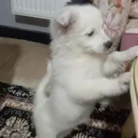 چیکو کوچولو|سگ|محمدیه-قزوین, |دیوار