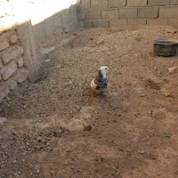 کبوتر طوقی شازده نر و ماده|پرنده|فیروزآباد (فارس), |دیوار