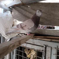 نرسرخ کاکولی خال مشکلی