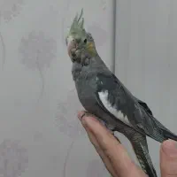 عروس هلندی|پرنده|پاکدشت, پاکدشت (مامازند)|دیوار