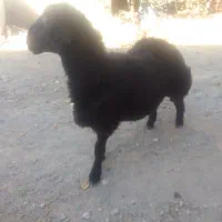 بره قوچ همو با میش بره هم معاوضه می کنم|حیوانات مزرعه|خنجین, |دیوار