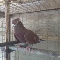 کبوتر پرشی سفید کاکلی .سرخ .قرمزی کاکلی|پرنده|کرج, فاز ۲ مهرشهر|دیوار