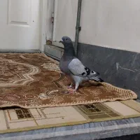 کبوتر سبز شاپر سفید ماده
