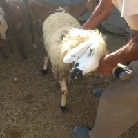 گوسفند|حیوانات مزرعه|توکهور, |دیوار