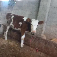 گوساله ماده ۸ماهه قرمز