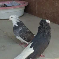 جفت شازده شامپیون و شازده نر کشیده بلند