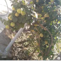 ویلا۱۱۰۰متری|فروش خانه و ویلا|تنکمان, |دیوار