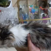 گربه نژاد دار|گربه|تهران, شوش|دیوار