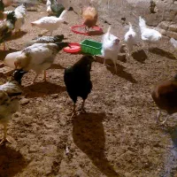 مرغ و خروس محلی|حیوانات مزرعه|ملک‌آباد, |دیوار