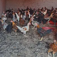 جوجه خروس محلی اصل 1300گرمی در شیراز|حیوانات مزرعه|شیراز, ده پیاله|دیوار