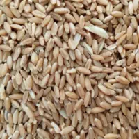 گندم درجه یک