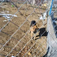 سگ ژرمن اصلاح نژادی/هیبریدی/جوان نگهبان