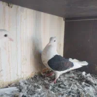 کبوتر دوکت|پرنده|دره شهر, |دیوار