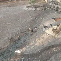 مرغ جوجه.اردگ|پرنده|بروجرد, |دیوار