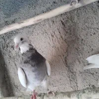 طوقی دورنگ|پرنده|کاشان, دانشگاه|دیوار