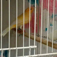 قناری پرتقالی نر و سوخته نر