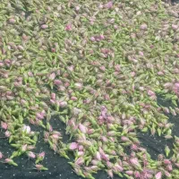 نیازمند کارگر گل چین