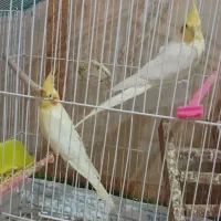 عروس پاریس در کوت عبدالله