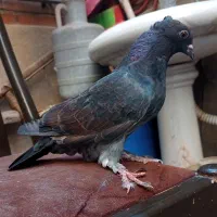 کبوتر 6 تا هما کاکلی پا چکمه جنس پرش|پرنده|تهران, دستغیب|دیوار