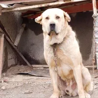 سگ پژدر (اصالت دار)