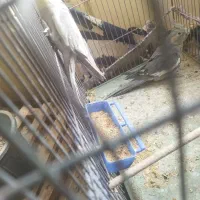 عروس هلندی معامله باسهره|پرنده|بافت, |دیوار