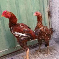 مرغ و خروس لاری