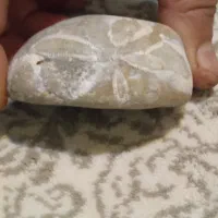 فسیل|کلکسیون اشیاء عتیقه|همدان, |دیوار