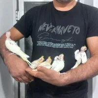 جوجه عروس هلندی دونخور یکجا و تکی|پرنده|آستارا, |دیوار