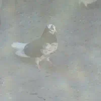 کفتر گرگی|حیوانات|بروجرد, |دیوار