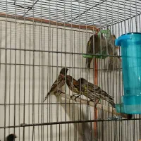 گلبسر زیر قیمت|پرنده|الیگودرز, |دیوار