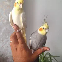 جفت عروس هلندی