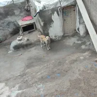 سگ نر دورگه