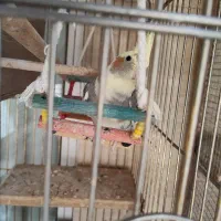 عروس هلندی نر|پرنده|اسلامشهر, شهرک مهدیه|دیوار