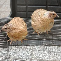 بلدرچین جوان یک جفت