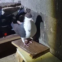 یک جفت سینه و یک ساده