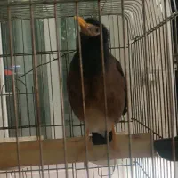 مرغ مینا|پرنده|ملایر, |دیوار